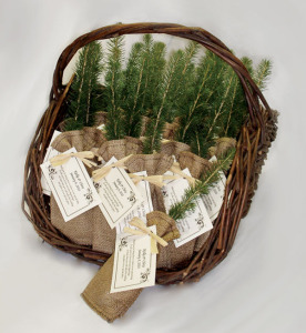 wedding-eco-tree-favor